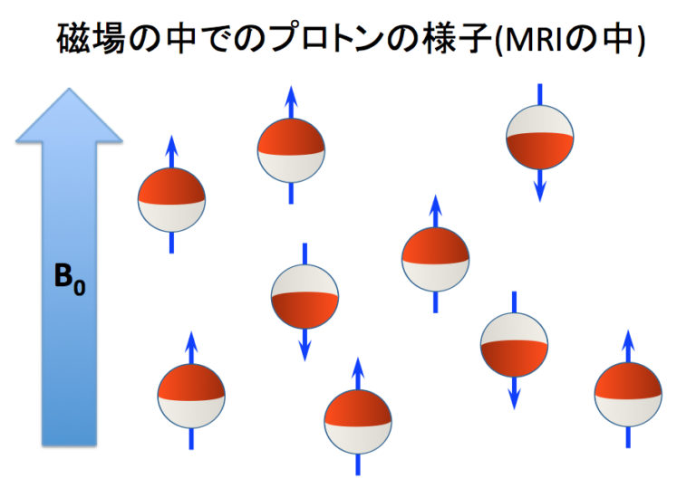 MRIの原理教室②:プロトンの挙動を徹底解説ラジブログ